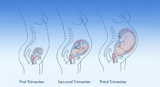 pregnancy Trimesters